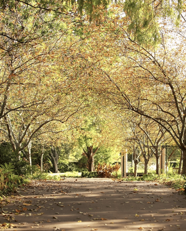 Atlanta Botanical Gardens 