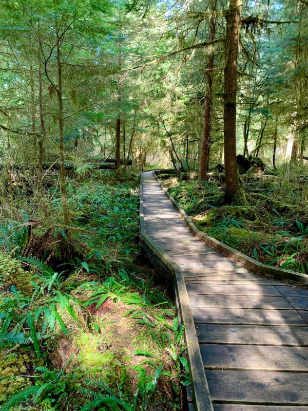Quinault Loop Trail