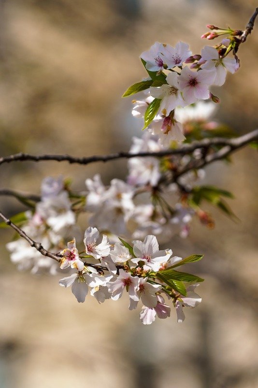 Cherry Blossom Festival, Macon Georgia