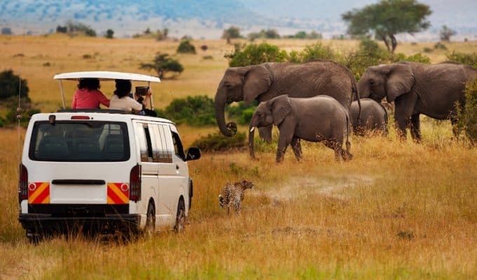 Discover the Wild by Embarking on a Safari in the Masai Mara