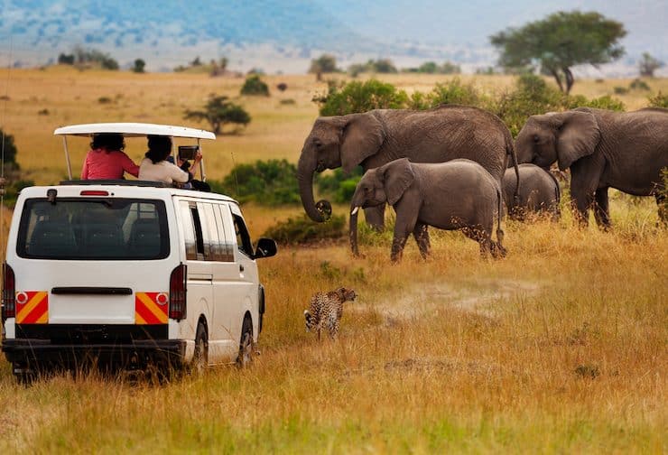 Discover the Wild by Embarking on a Safari in the Masai Mara