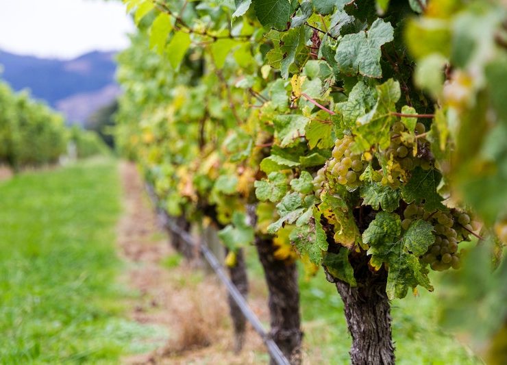 Sauvignon Blanc