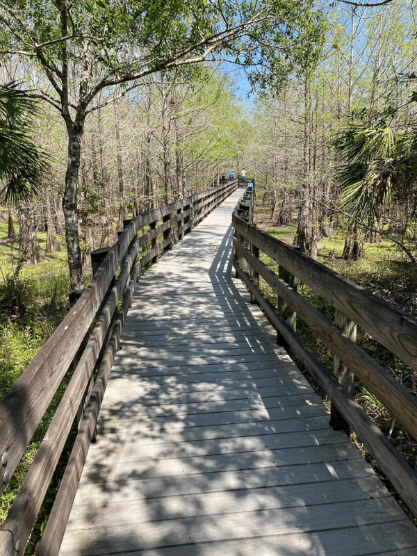 6 Mile Cypress Slough Nature Preserve Facebook