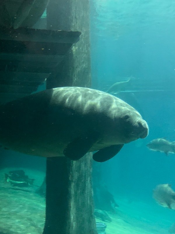 Manatee Park