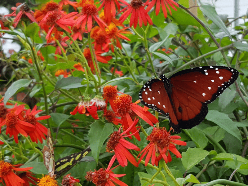 The Butterfly Estate Facebook