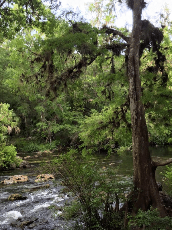 Hillsborugh River State Park