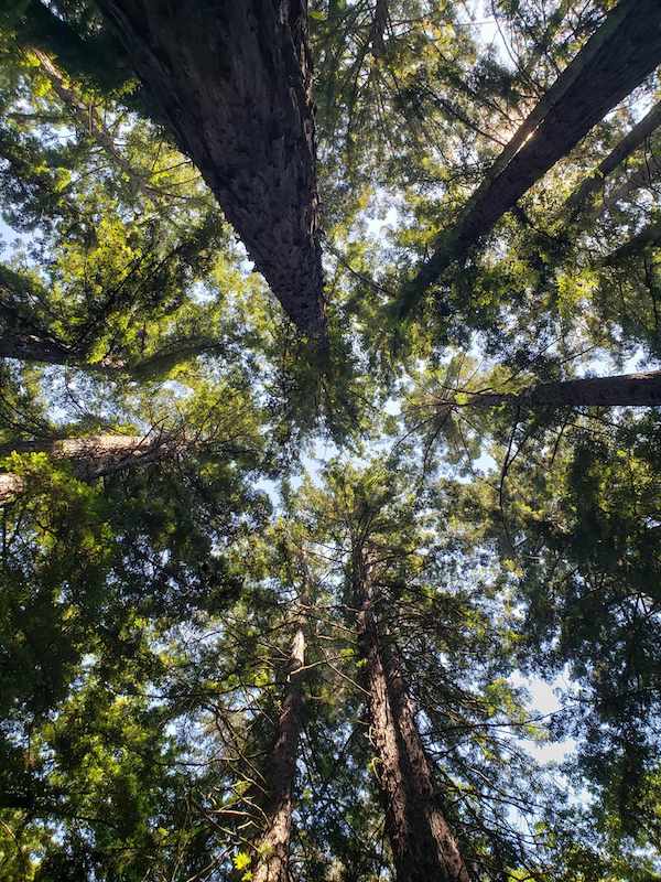 Joaquin Miller Park trees photo credit Alice Pope