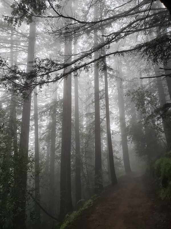 Joaquin Miller sequoias photo credit Alice Pope