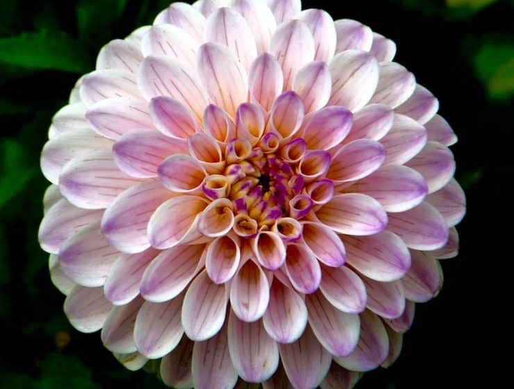 The Language Of Flowers