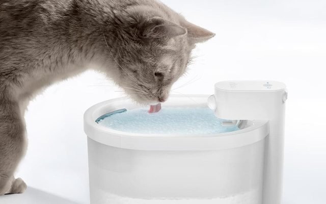 Cat water fountains