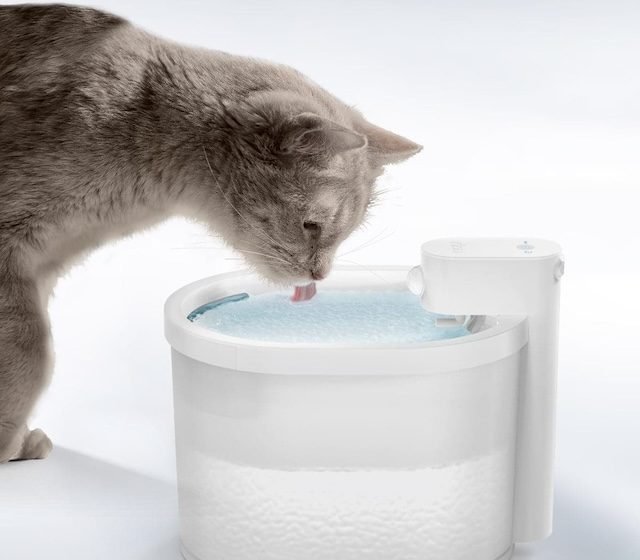 Cat water fountains