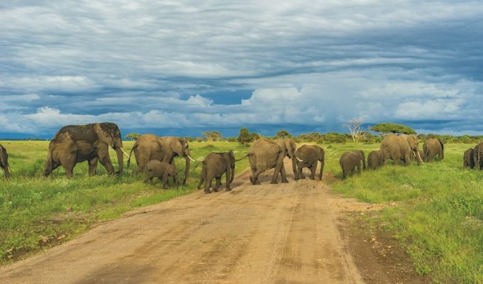 Tanzania Safari