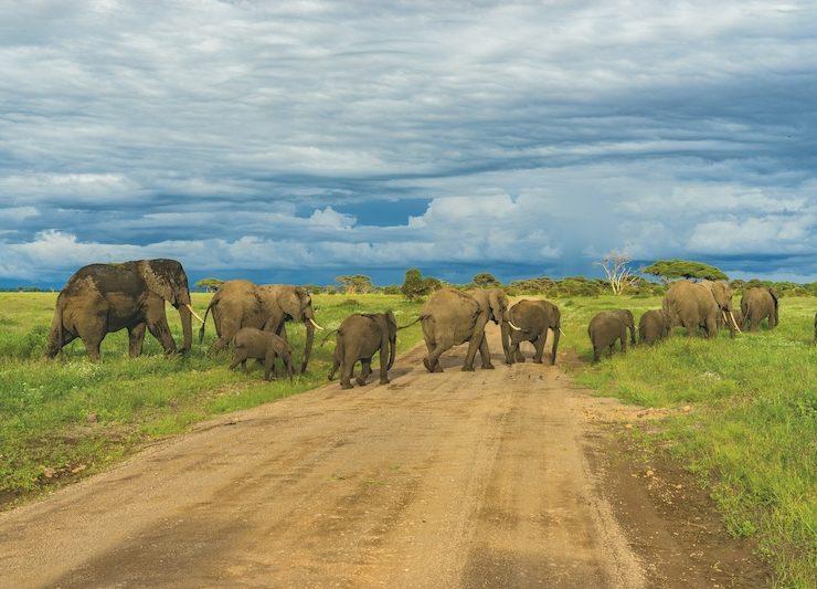 Tanzania Safari