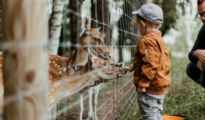 zoo
