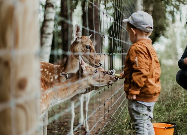 zoo
