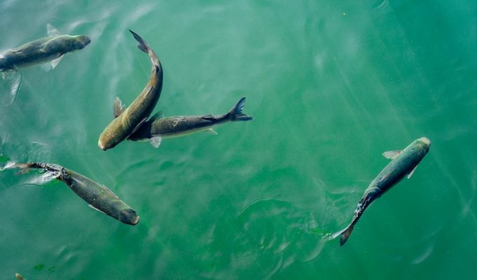 Fish farm
