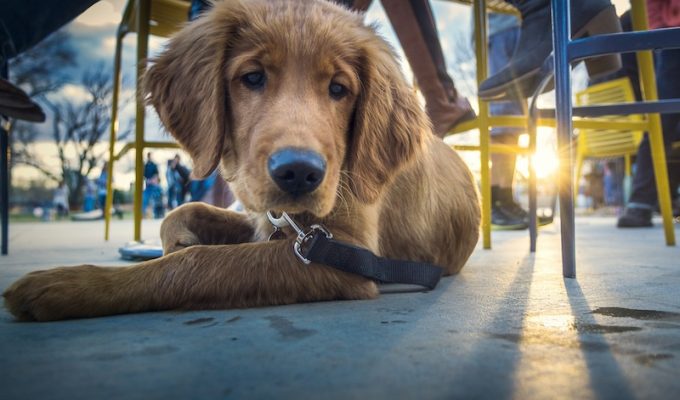 Dog-friendly restaurants