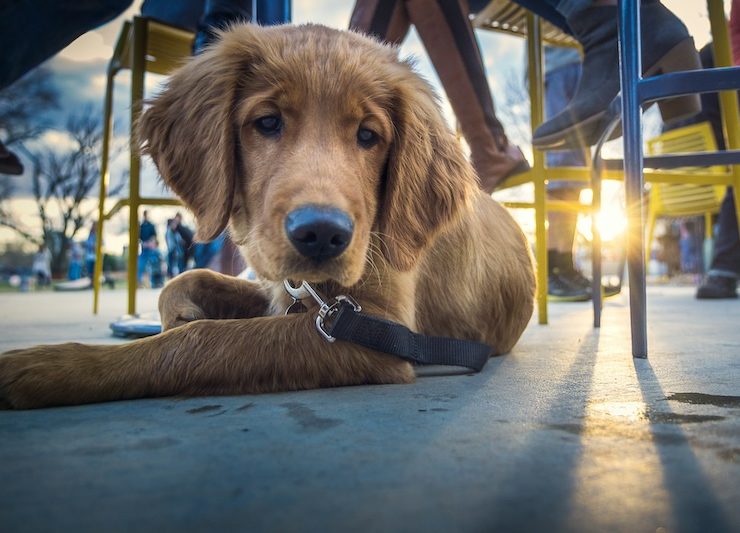 Dog-friendly restaurants