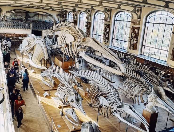 Gallery of Paleontology and Comparative Anatomy 6