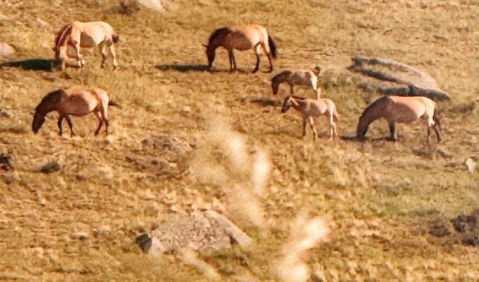 Hustai National Park