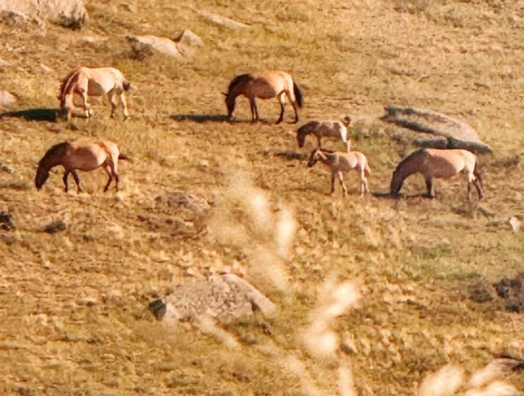 Hustai National Park