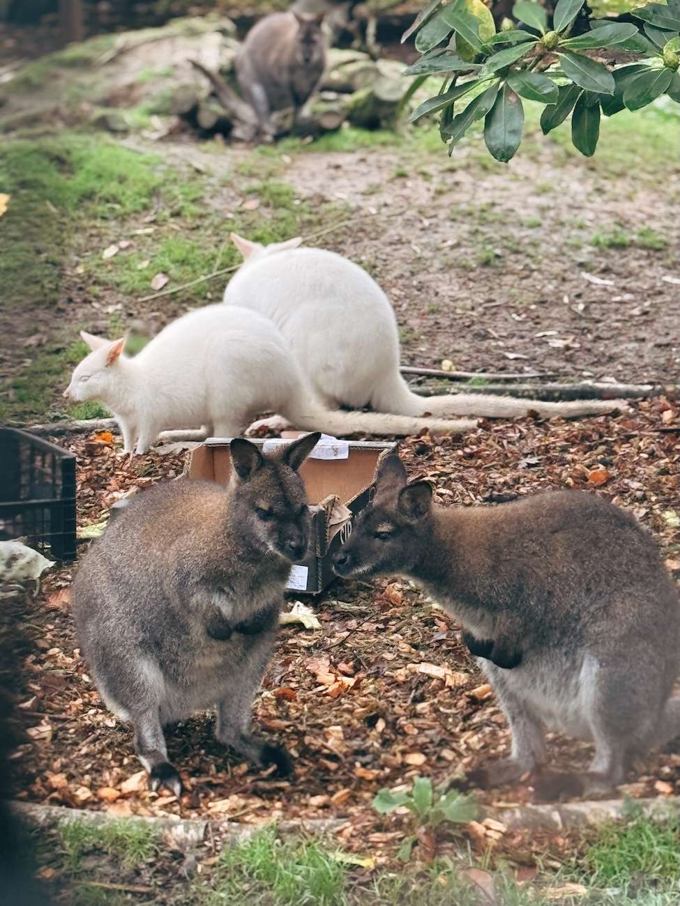 Wallabies