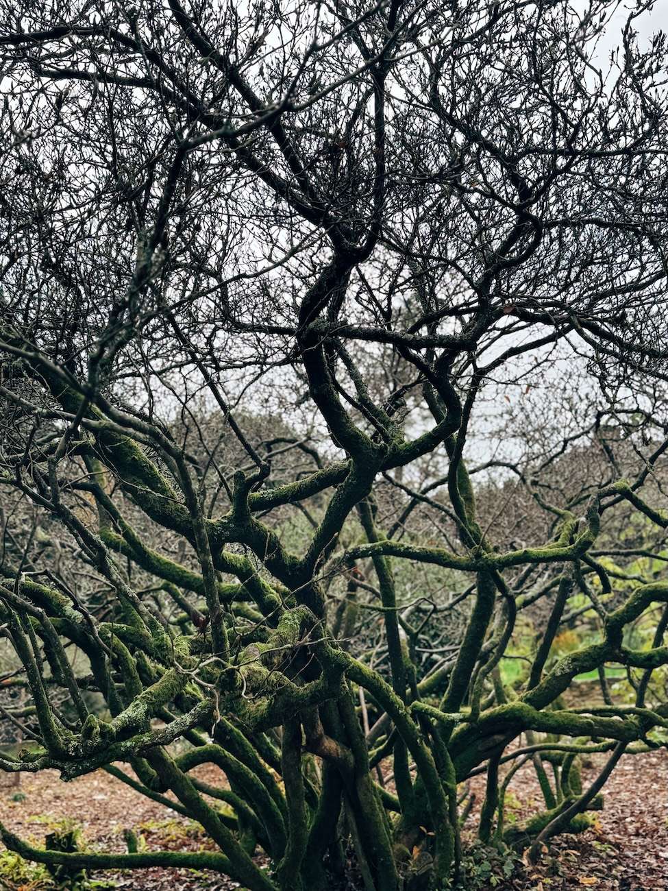 Leonardslee Lakes and Gardens