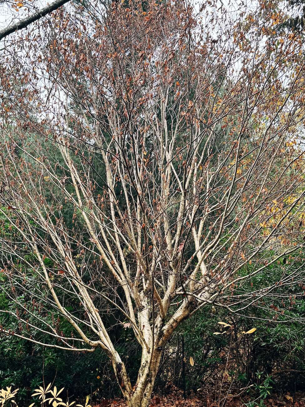 Leonardslee Lakes and Gardens