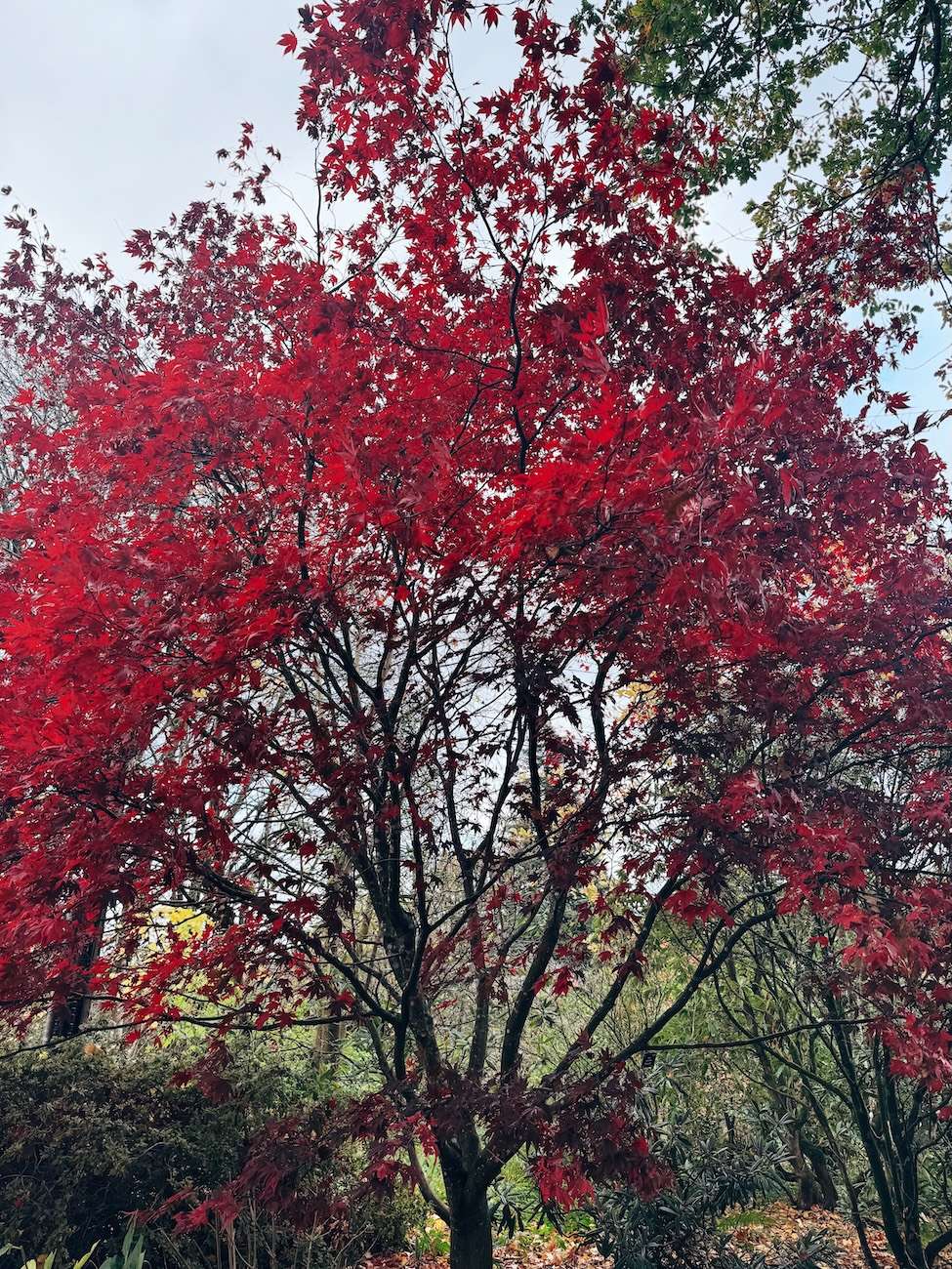 Leonardslee Lakes and Gardens