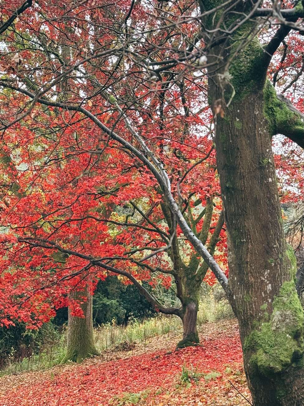 Leonardslee Lakes and Gardens