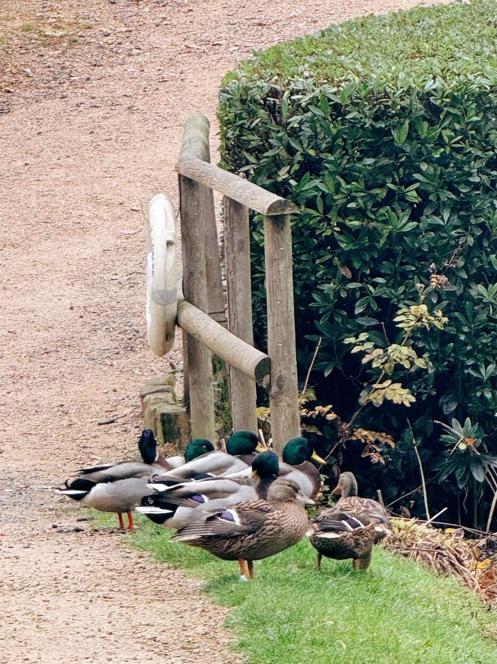Leonardslee Lakes and Gardens