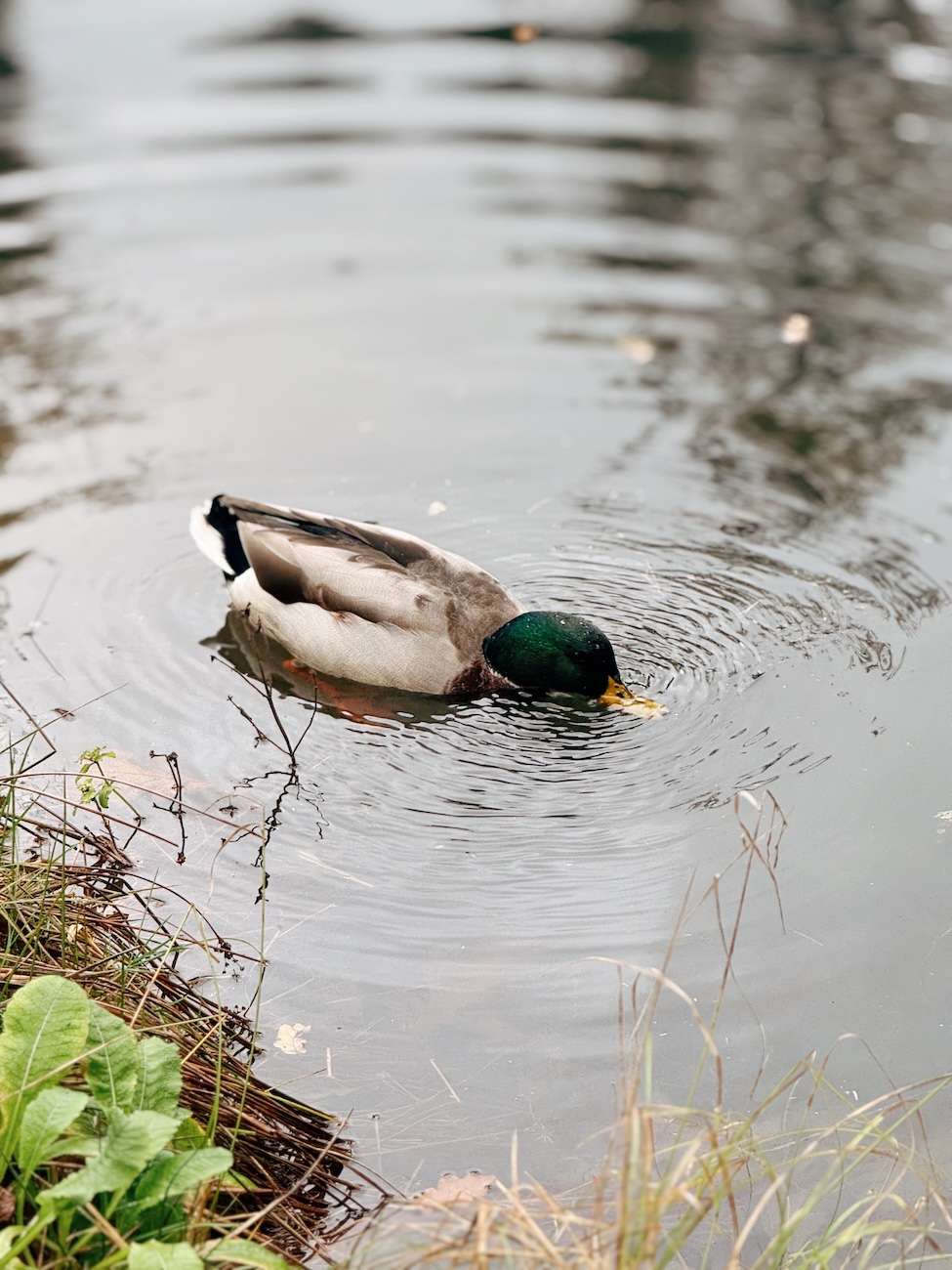 Leonardslee Lakes and Gardens