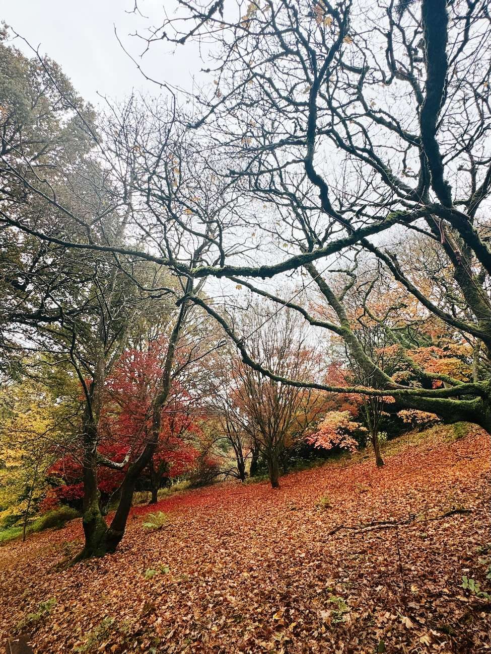 Leonardslee Lakes and Gardens