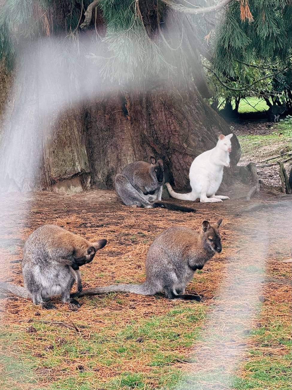 Wallabies