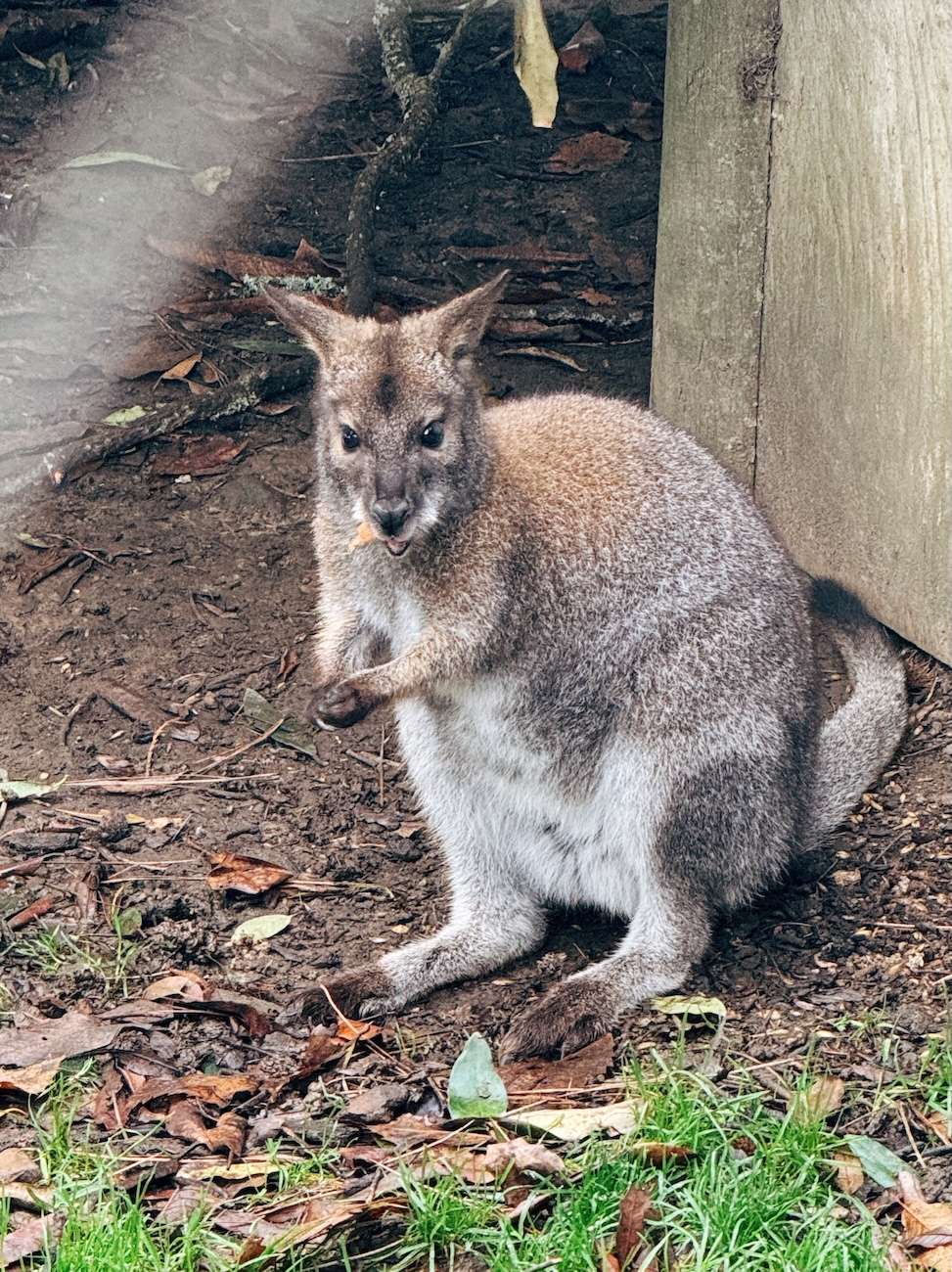 Wallabies