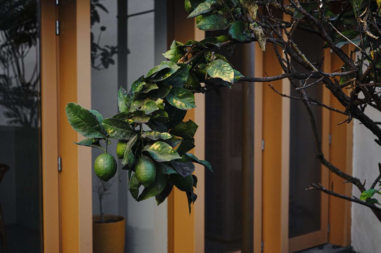 lime tree in patio NA TRAVESSA SUITES PORTO