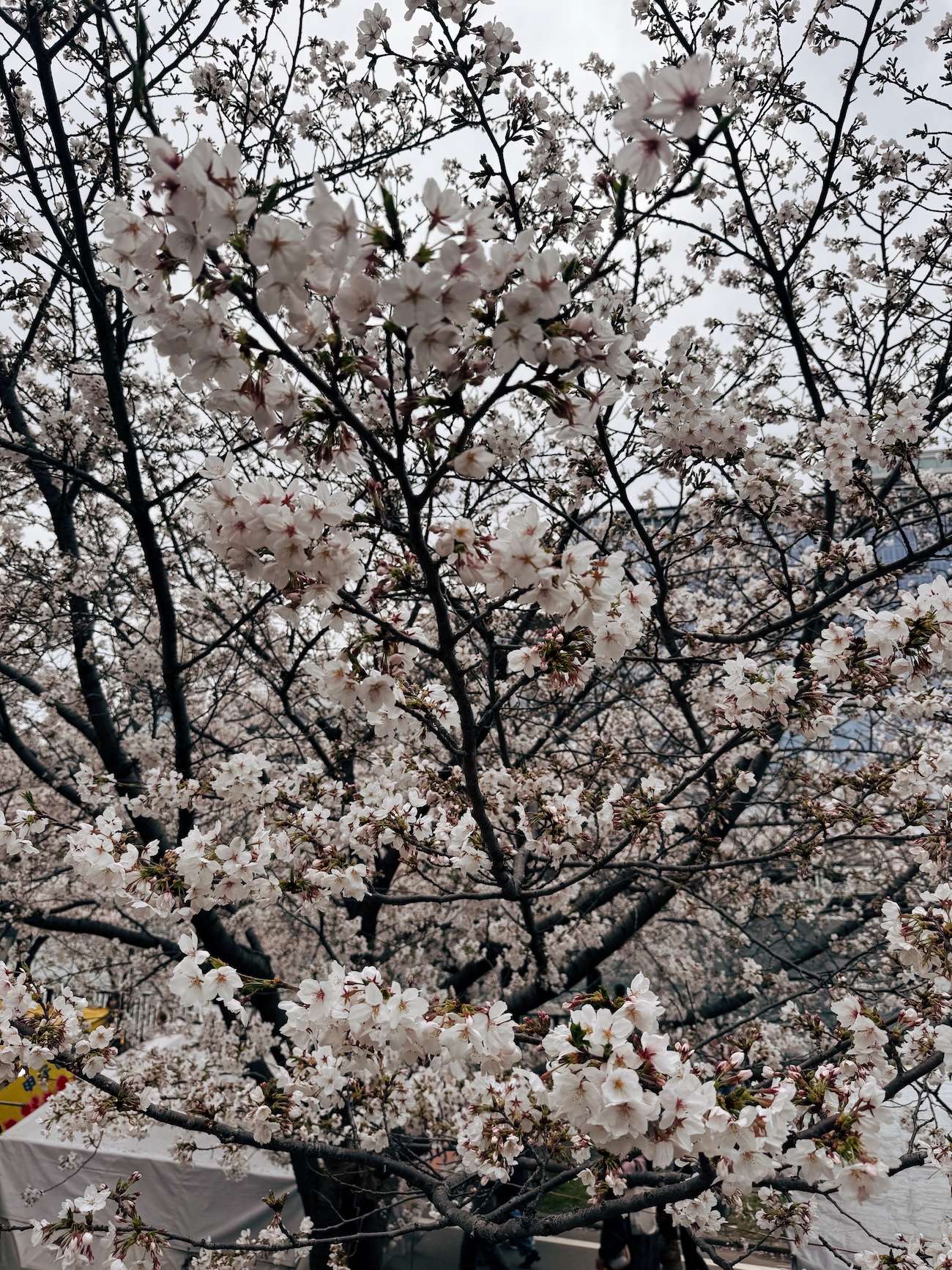 Mint Museum Cherry Blossom Osaka 10 Mint Museum Cherry Blossom Osaka