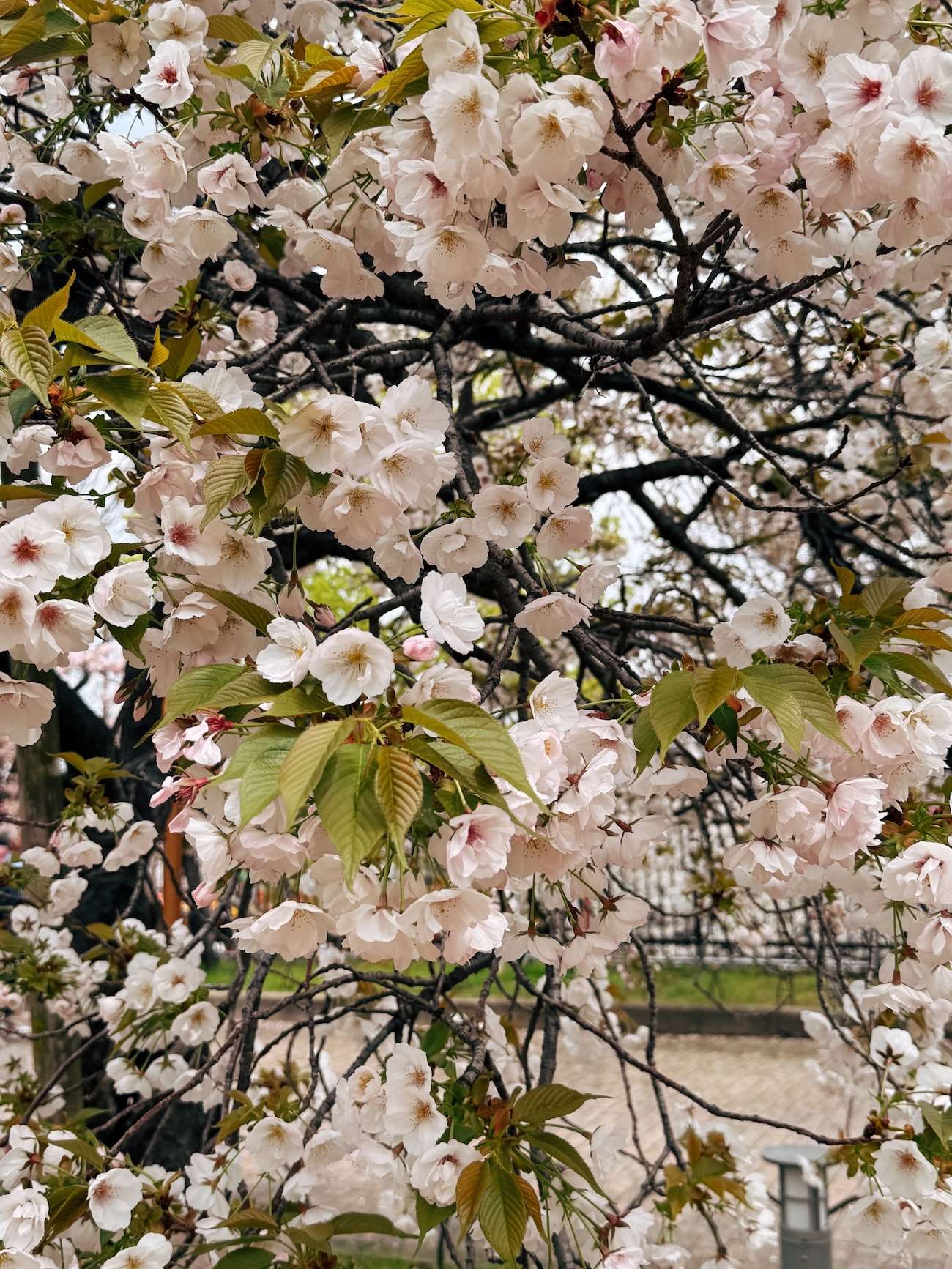 Mint Museum Cherry Blossom Osaka 2 Mint Museum Cherry Blossom Osaka