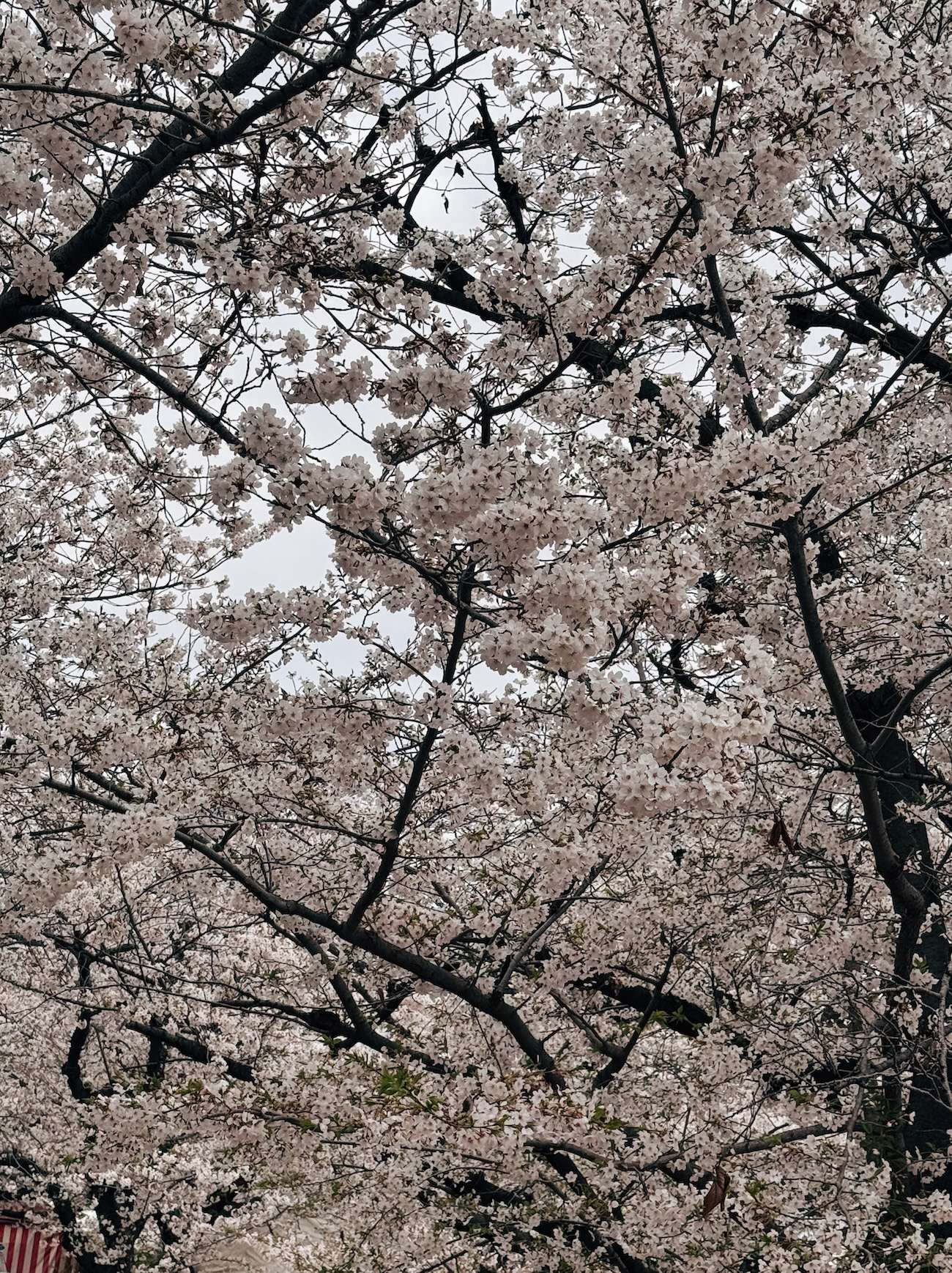 Mint Museum Cherry Blossom Osaka 4 Mint Museum Cherry Blossom Osaka