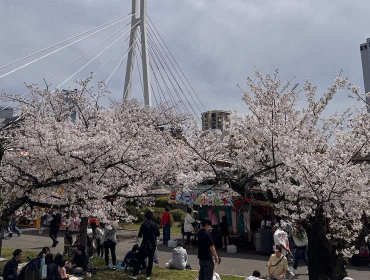 Mint Museum Cherry Blossom Osaka