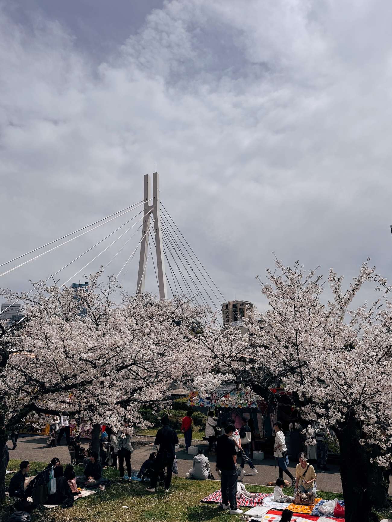 Mint Museum Cherry Blossom Osaka 9 Mint Museum Cherry Blossom Osaka